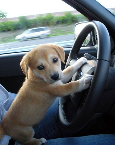 Puppy with paws on a car steering wheel