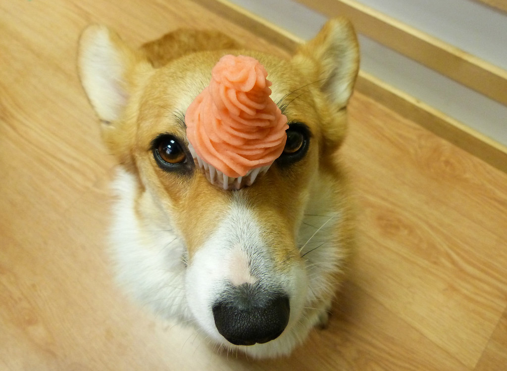 Dog with cupcake on its head